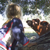 Cow snifs Samantha