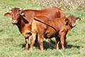 Nice calf